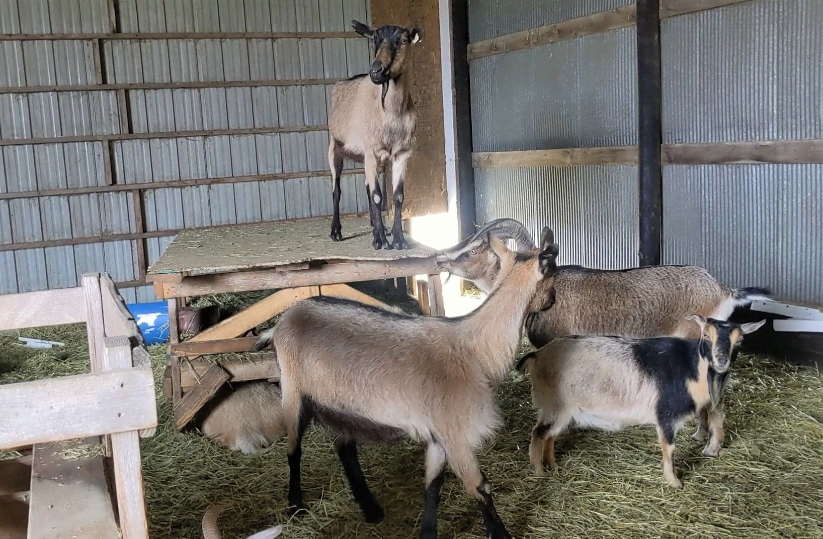 Goats on the Go 3.jpg